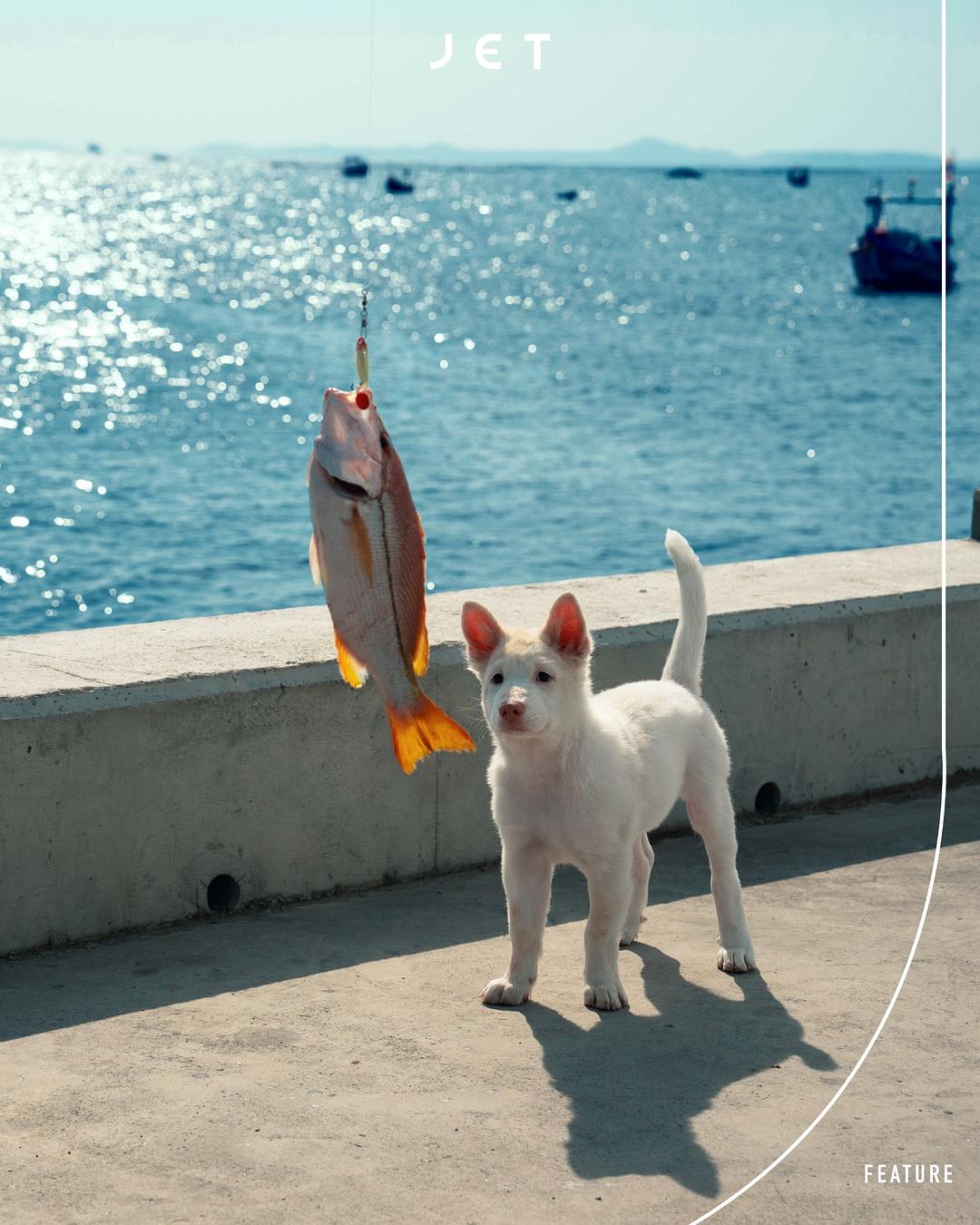 心犬相随