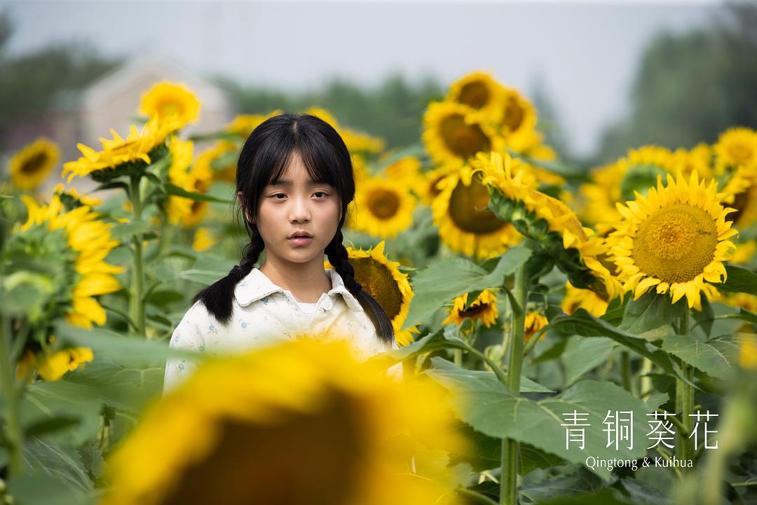 青铜葵花