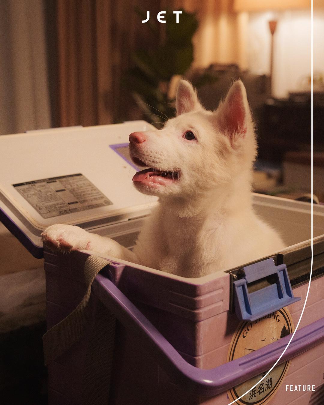 心犬相随