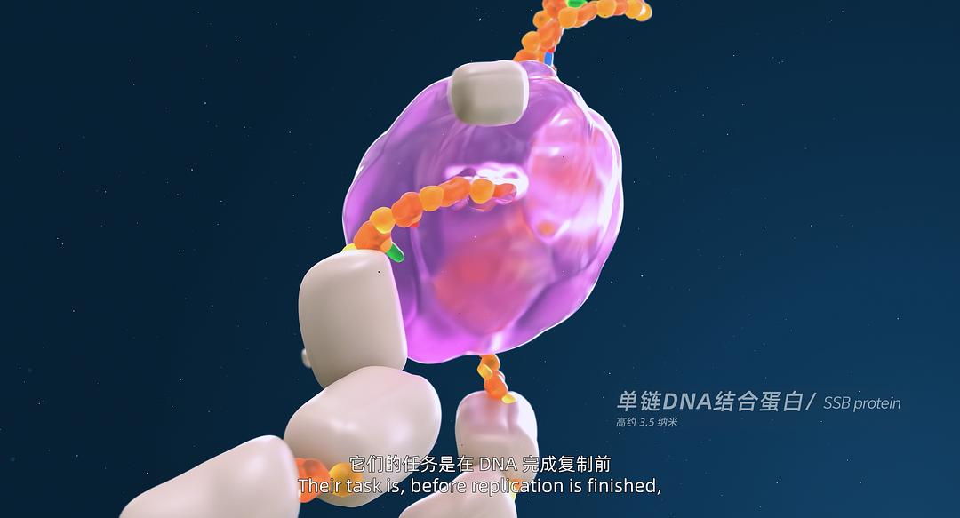 寻秘自然：生命密码