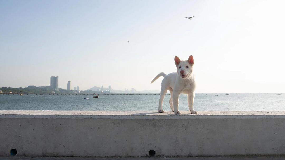 心犬相随
