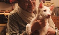心犬相随:一只流浪狗治愈三段人生的温暖旅程