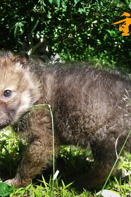 《重返·狼群》：历时七年真实记录，人与狼的羁绊与自由之歌